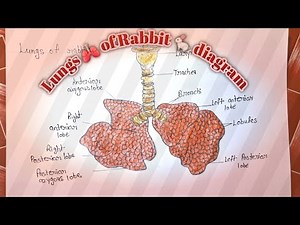 Lungs 🫁 of Rabbit 🐇 diagram bnaye different types easily!!..