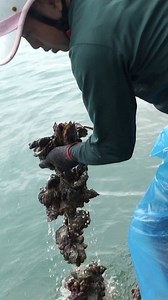 10K views · 165 reactions | Hàu sống tách vỏ, bỏ ngay vào mồm... QUÁ PHÊ!!! VSL Discover  #vsl #vsl_discover #vietnam54 | Vương Sơn Lâm | Facebook