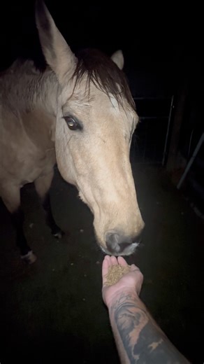 25K views · 3.4K reactions | Midnight snack | Shirtless Jake's Homestead | Facebook