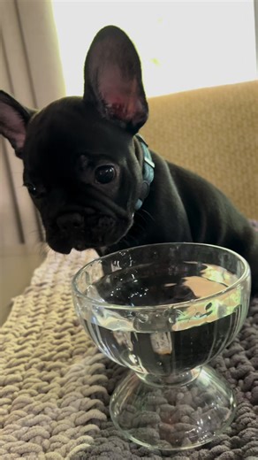 1.8K views · 120 reactions | Tanker is a sweetheart! 冀懶 #frenchiepuppies #frenchbulldog #fureverhome #puppy | Oklahoma French Bulldogs | Facebook