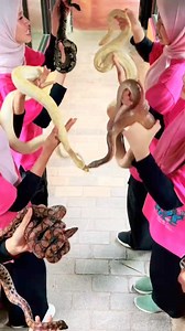 When it comes to snakes, the sheer size of an adult Burmese Python is...