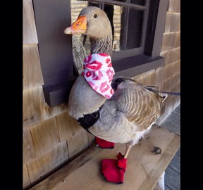 Small Waterfowl Bootie Pair (fits Most Older Ducklings, Small Ducks) Camo