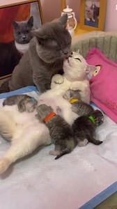 4.3K views · 151 reactions | Tag yon selibatè | Haitian Stars Empire HSE | Facebook