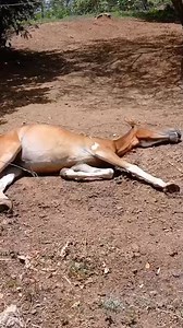 Can you hear him snoring? 😴 💤 How relaxed do you think this baby is? | The Monkey Farm