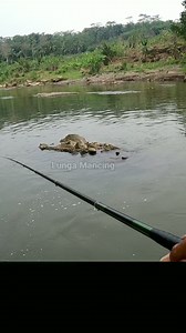 457K views · 2.8K reactions | Ketika Senar Pancing Kecil dapat ikan besar #lungamancing | Aris LungaMancing | Facebook