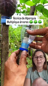 Multiplique árvores 🌳 🌳 🌳 👉 Como funciona: 1. Escolhe-se um galho saudável da planta-mãe. 2. Retira-se um anel da casca (cerca de 2 a 3 cm de largura), expondo o caule. 3. Cobre-se essa parte com substrato úmido (como musgo esfagno ou terra com húmus) e envolve-se com plástico transparente. 4. Mantém-se a umidade constante até que raízes se formem nesse ponto (geralmente em 30 a 90 dias). 5. Quando o enraizamento é visível, corta-se o galho abaixo das raízes e planta-se a nova muda em vaso o