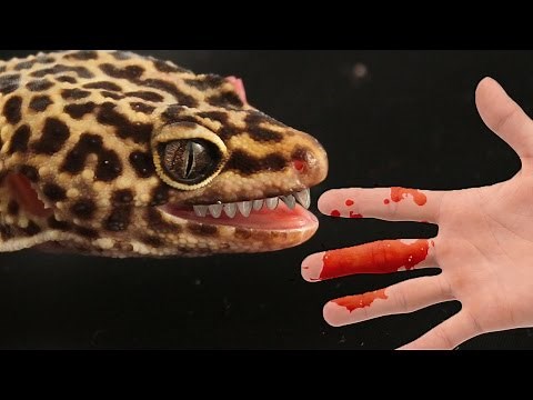 How To Stop Your Leopard Gecko Biting You!!