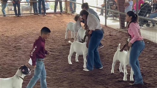 2024 Grand Champion goat selection! | Starr County Fair
