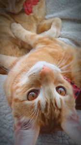 Sesión de SPA 😻😻😹😹🙀🙀😻😻 #spawnchallenge #spa #spain #mexico#colombia #chile #usa @todos @gatos | Gatos