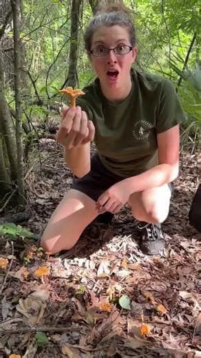 Harvesting chanterelle mushrooms! Make sure to have positive identification on any mushroom before consuming it! | Anna The Archer