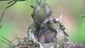 109K views · 3.3K reactions | A week after hatching, the chicks are getting bigger. Fluff, an Anna's Hummingbird, feeds them every half hour or so for the next three weeks and then teach them how to fend for themselves. | Hummingbirds up close | Facebook