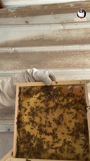 ‏تربية النحل في الخلايا البيضاوية: ثورة هندسية لعسل أنقى وإنتاج أغزر #نحلة_المخيم_تربية_النحل #معلومات_علماشي #معلومات_____________مفيدة‏ الجزء ‏6‏ | نحلة المخيم تربية النحل