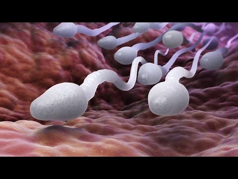 Journey of a Sperm: 3D Animation