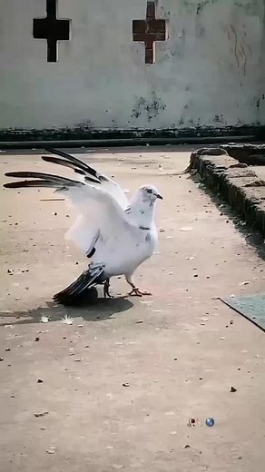 White Pigeon Displaying Unique Wing Patterns