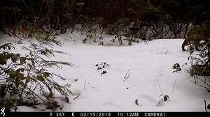 Oh yeah, that's a big bobcat alright! | MassLive