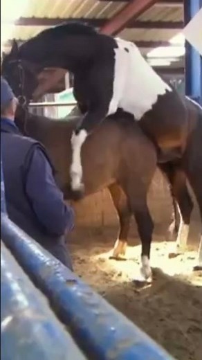 Live Horse Mating Live Animal Reproduction #horse #equestrian #animals #horseriding