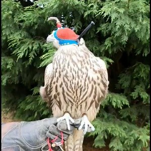 Female Saker 16 x 16 1105g 3011 5288 | Ian Garland Falcons