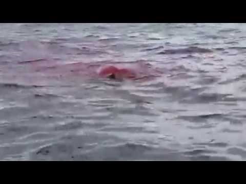 Shark attacks a seal on the Columbia River (GRAPHIC LANGUAGE)