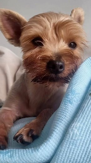 🐾 Attention LA and OC dog lovers! 🌟 We’re on a mission to find a forever home for Hyunjin, a lovable pup in need of a caring family. 🏡💕 While we appreciate all the applications we received, we’re still searching for that perfect match that aligns with Hyunjin’s unique needs. 🩺 Health Update: During his adoption journey, Hyunjin faced some health challenges and was coughing consistently. But don’t worry! Our amazing foster @ioeyandbailey_hyunjin worked tirelessly, pulling all-nighters to ens