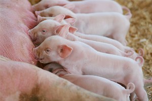 Introducing Pig Farming Contracts in SA - Farming in South Africa