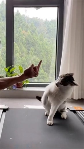 How about the cats? When #cats meet #middlefinger | Middle Finger