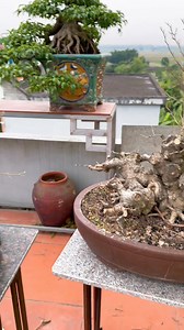 Đúng mùa thay lá chia sẻ cùng quý ace ạ | Qúy Đảng