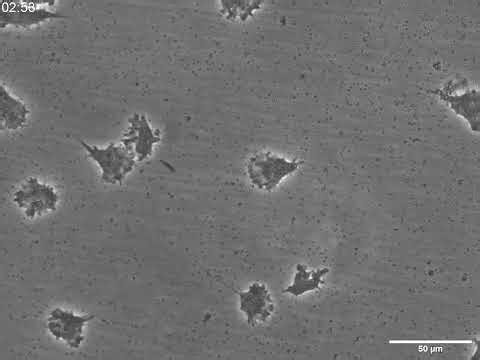 Flabellula lamellipodia and filopodia