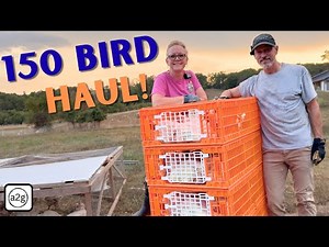 How We Load 150 Chickens for Processing