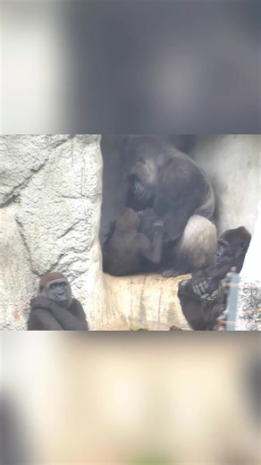 27 reactions | The jungle’s hottest soap opera 轢 #WildCouple #NatureMood #GorillaLove #DjeecoAndTayari #ZooDrama | Gorilla's Momotaro | Facebook