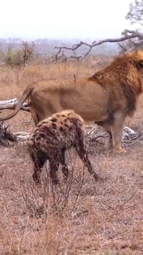 1.3M views · 7.3K reactions | Mystical Safari Exploring the Wild World of Animals #WildSafari #AnimalKingdom #AdventureAwaits #Nat_R | Animal Top | Facebook