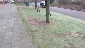 Hard surface tracking. 🇬🇧 https://dogtrainingdickstaal.com/tracking/ 🇳🇱 https://hondentrainingdickstaal.nl/speuren/ | Dog Training Dick Staal