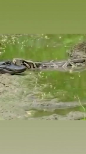 1.4M views · 2.1K reactions | #aligator #anaconda #wildlife #wildanimals #snake #swamp #animalplanet #wildbeast #crocodile # | Eddie Rybolt | Facebook