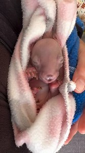39K views · 2.6K reactions | Baby wombats melt our hearts. 梁 Happy...