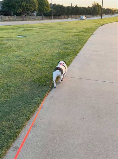 15 reactions | Hot Lips needs a family! She writes: I've been hanging out at my temporary foster home the past few days and having a ball with my new friends. I love other dogs, I love to play, I love going for walks and most of all, I love cuddles. 殺 Sign up to be matched to one of our dogs via dfwbulldogrescue.org. | Lone Star Bulldog Club Rescue | Facebook