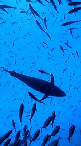 96 reactions · 13 shares | Did you know Bluefin tuna can swim at...