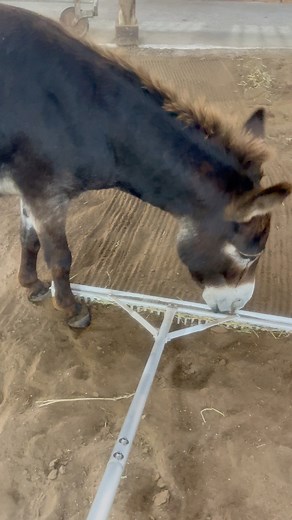 Our 120 x 40 indoor riding arena is dragged by hand to ensure proper footing for both the horse and rider. The perfect place to escape the scorching Summer heat. Ormond Beach, FL | Serendipity Stables