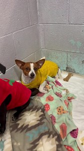 16K views · 553 reactions | Our Chihuahua family can’t wait to meet you! 凉❤️ Mariposa, Benito, Zorro and Pablito are all bundled up and ready to meet their forever families. These babies arrived together and are already dressed in the Christmas spirit! ✨ Think you have room for four little pups? Head over to our Harlingen shelter and visit them. They’re a pocket full of love! ❤️殺 | Rio Grande Valley Humane Society | Facebook