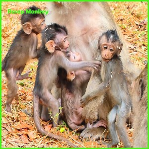 1.1K views · 95 reactions | Cry tantrum! Poorest baby monkey very hungry milk crying loudest beg mum milk! | RESEP Monkey | Facebook