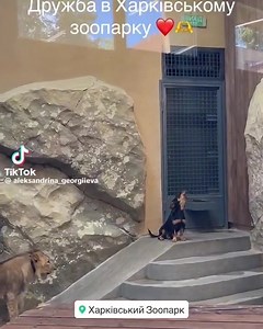 9K views · 700 reactions | Friendship in Kharkiv zoo | In Ukraine | Facebook