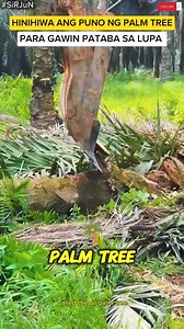 4.7K views · 19 reactions | PALM TREE #SIRJUN #tagalogfacts #facts | SiR JuN | Facebook