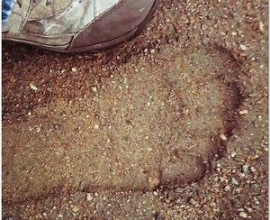 Vocalizations Bigfoot Search Twin Sisters Mountain | Rocky Mountain Sasquatch Organization