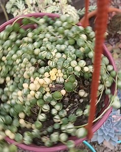 1.1K views · 65 reactions | Senecio rowleyanus variegado Rosario   variegado Maravilloso     | Vivero Amazonia. | Facebook