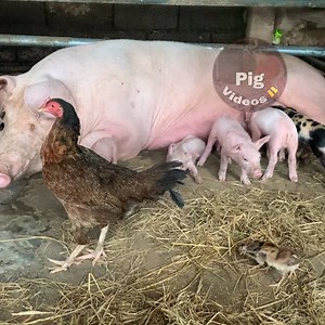 Incredible Pig Breed Farming, The Breed That Every🐷❤😍 | Pig Videos