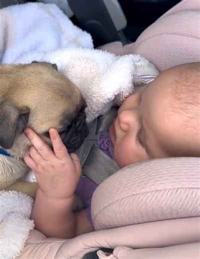 89K views · 976 reactions | Newborn twins meet a special member of the family! | WTVideo | Facebook