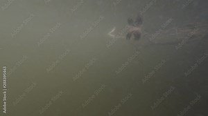 Drowning point of view. Going under dirty water and then floating to the surface. SOS Stock Video