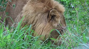 66K views · 1K reactions | Watch as the carnivore eats grass like a herbivore #travel #trending #trend #reelsvideo #nature #viral #reels #reelsfb #reelsviral #viralpage #video #africa #Amazing #life #Wow #wildlife #travel | African Bush Kingdom | Facebook