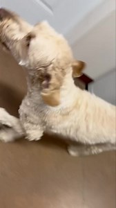 Riley girl is so silly! | Peters Creek Pet Boarding