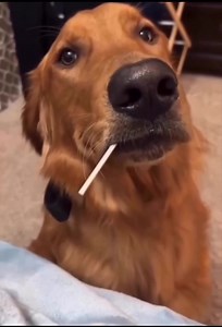 180K views · 2.6K reactions | À ceux qui parlent à leurs animaux comme à des membres de la famille, vous avez le cœur à la bonne place❤️ | Kamel JP | Facebook