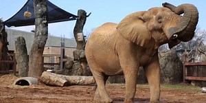 Zoo Knoxville places Tonka the elephant under hospice care