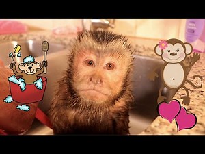 Capuchin Monkey Princess Bath! #MonkeyMeela #MonkeyMonday